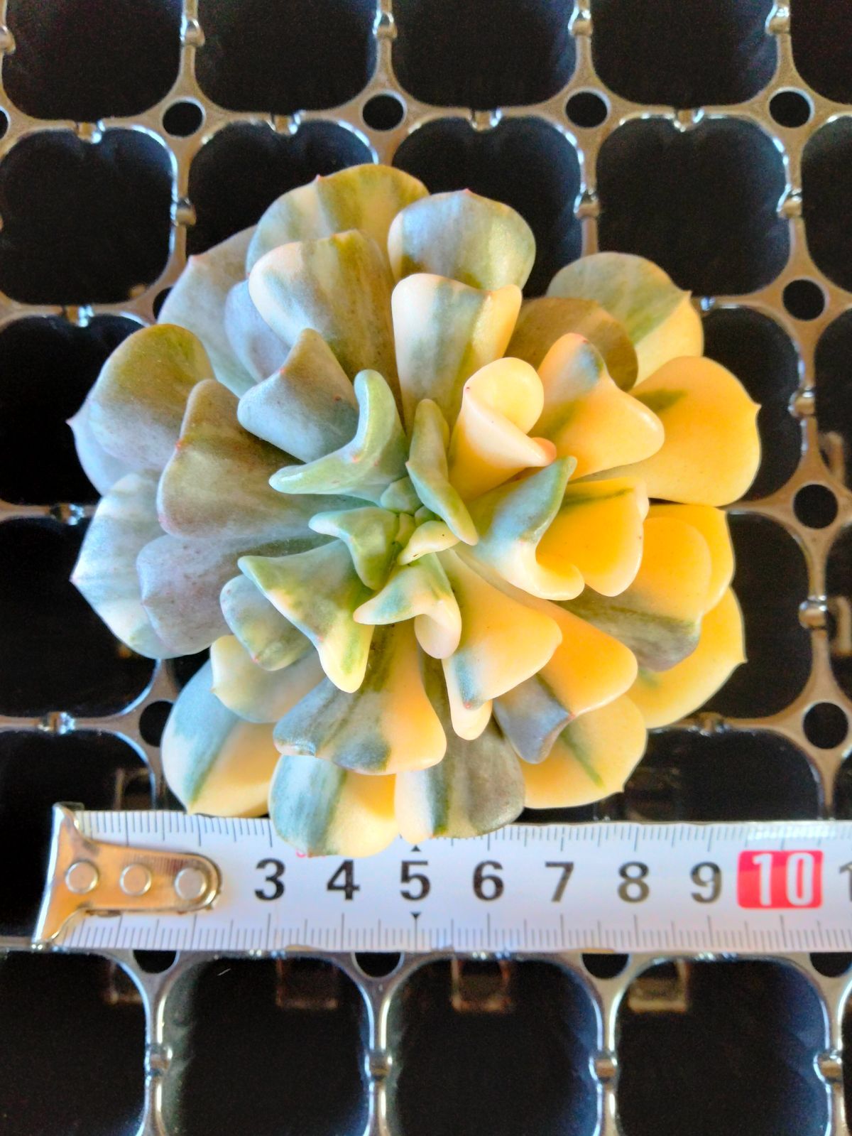 多肉植物 キュービックフロスト錦 大サイズカット A - メルカリ