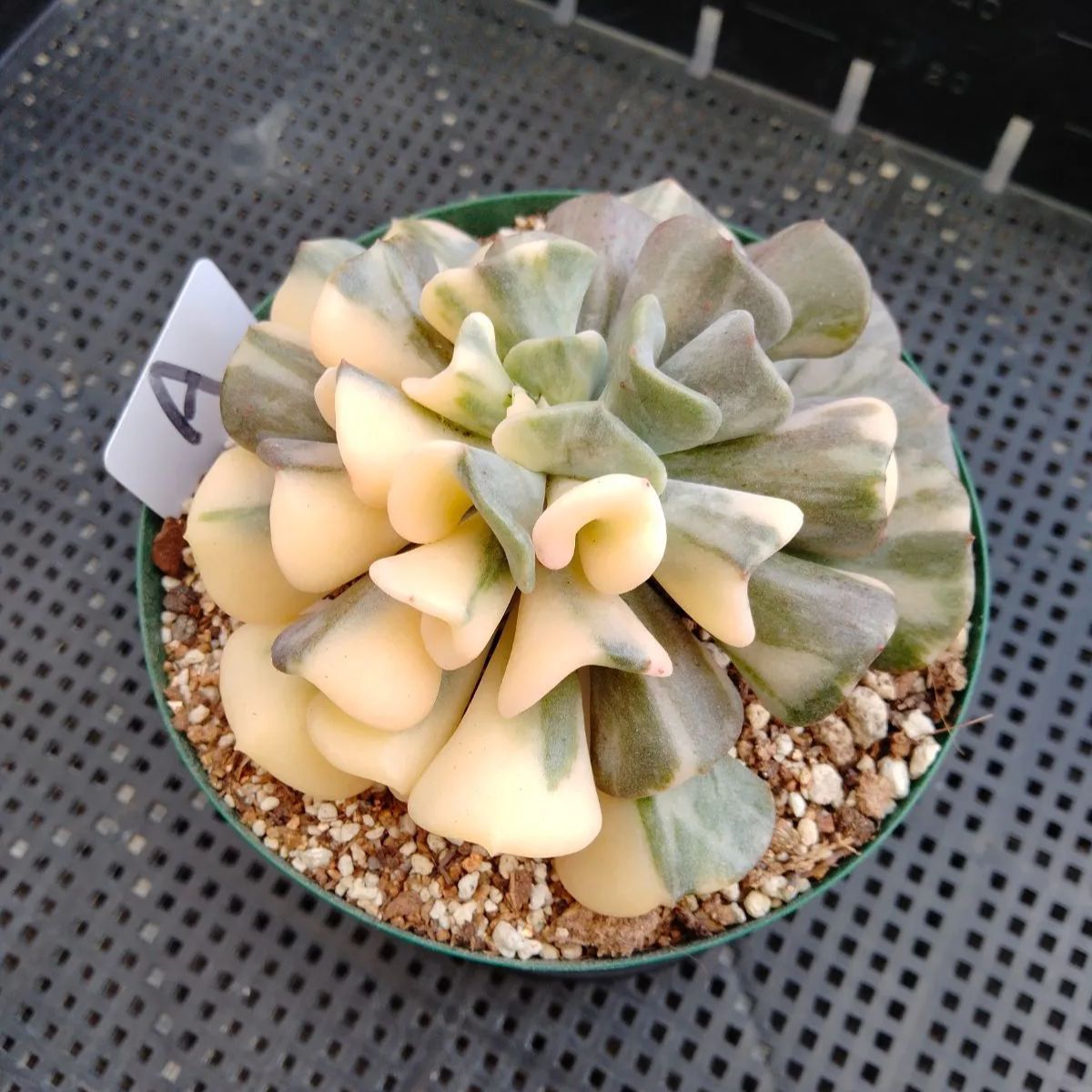 多肉植物 キュービックフロスト錦 大サイズカット A - メルカリ