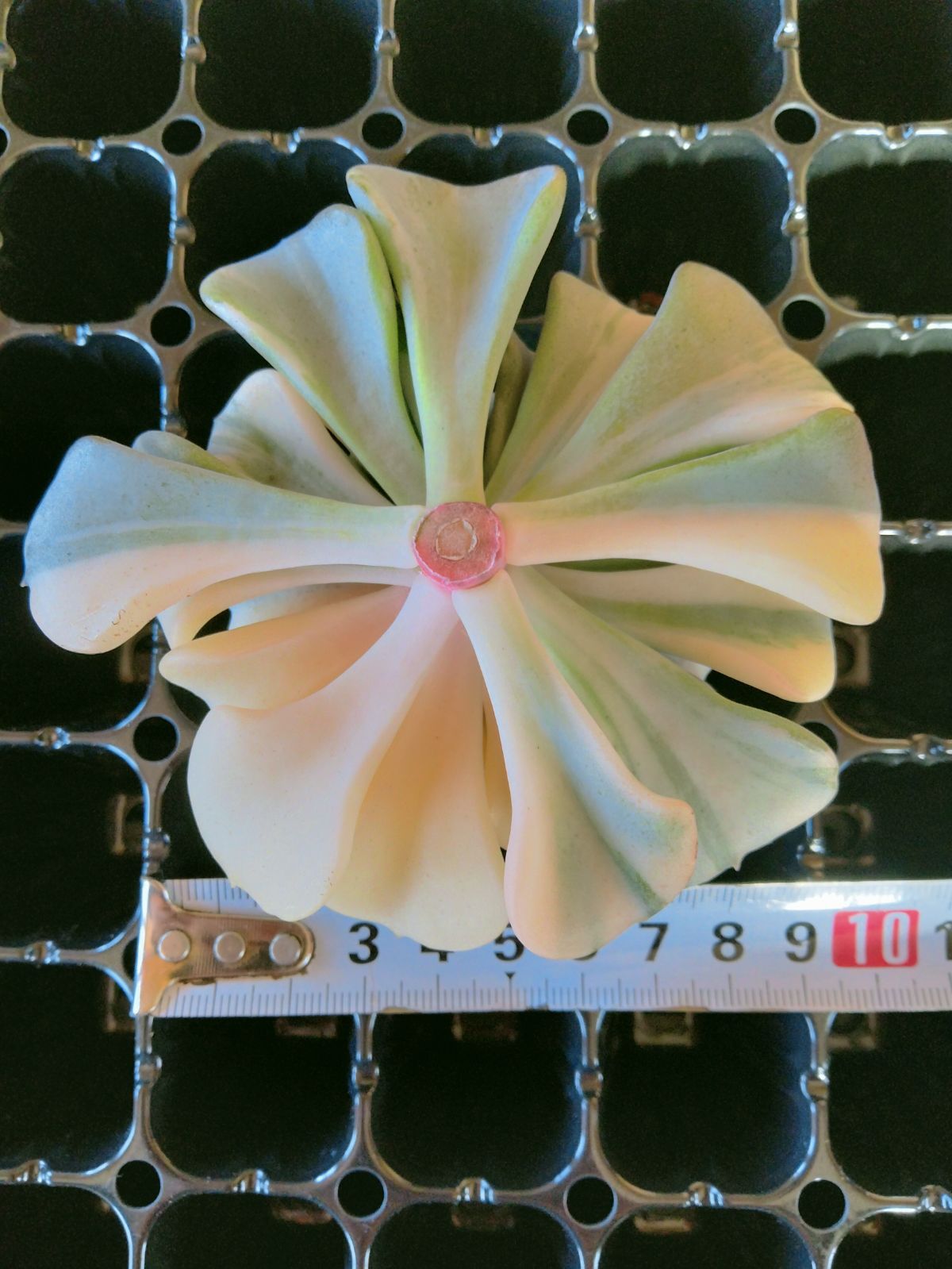 多肉植物 キュービックフロスト錦 大サイズカット B - メルカリ