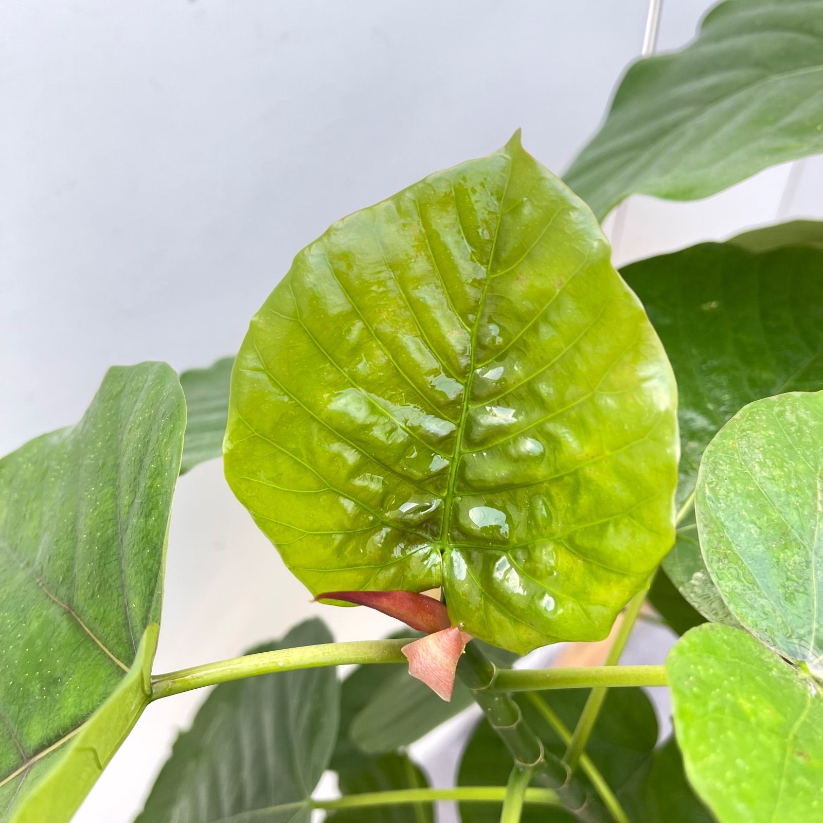フィカス ウンベラータ 14【現品】観葉植物 室内 大型 【公式通販】