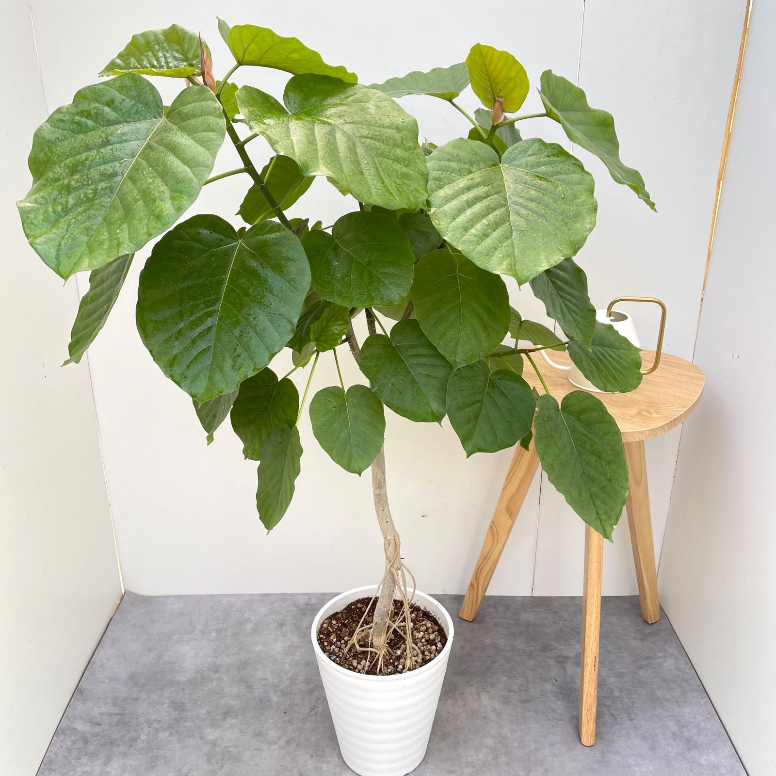 フィカス ウンベラータ 14【現品】観葉植物 室内 大型 【公式通販】