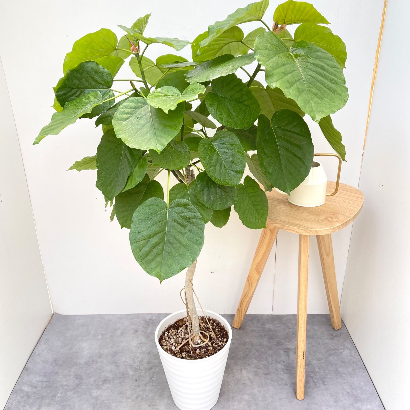 フィカス ウンベラータ 14【現品】観葉植物 室内 大型 【公式通販】