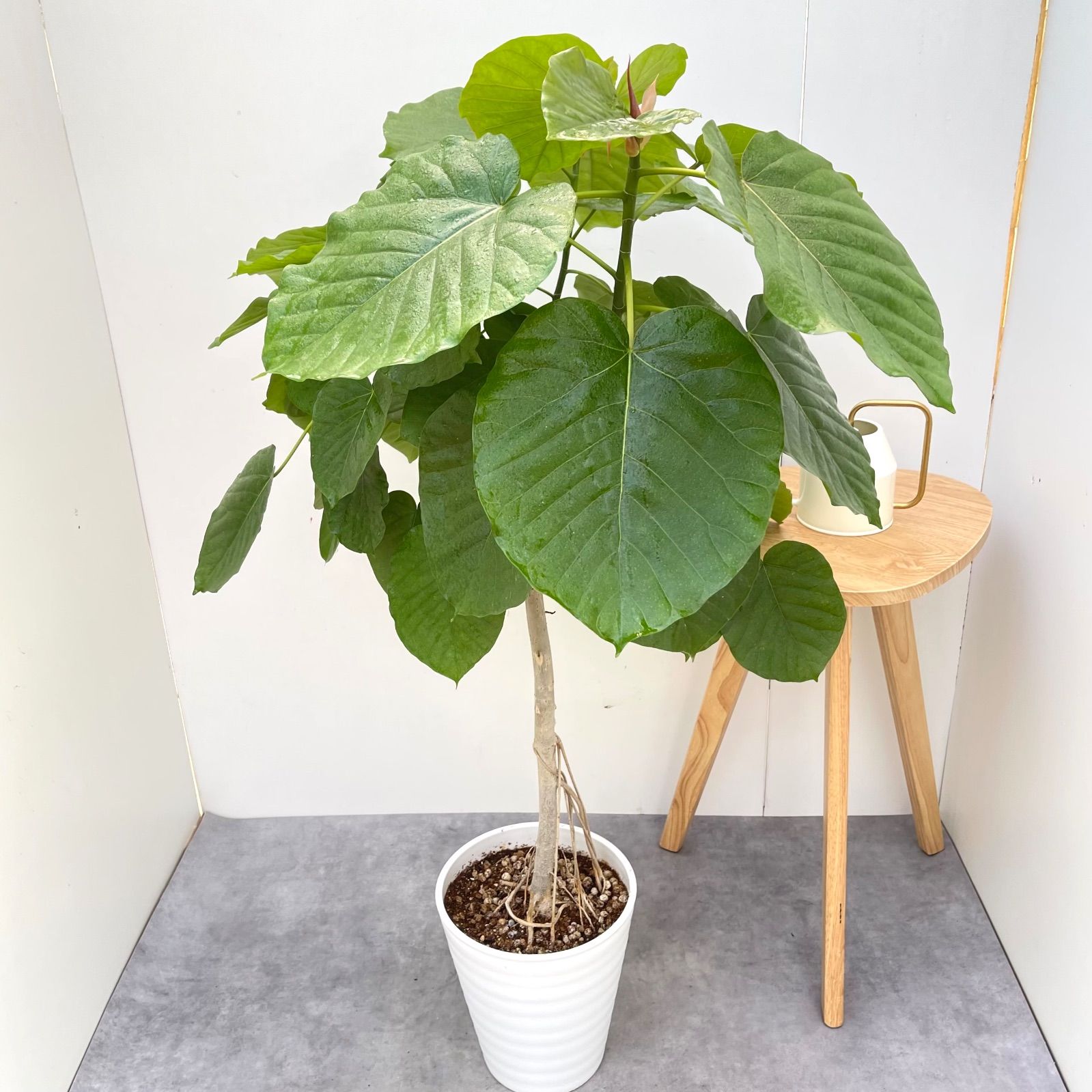 フィカス ウンベラータ 14【現品】観葉植物 室内 大型 【公式通販】