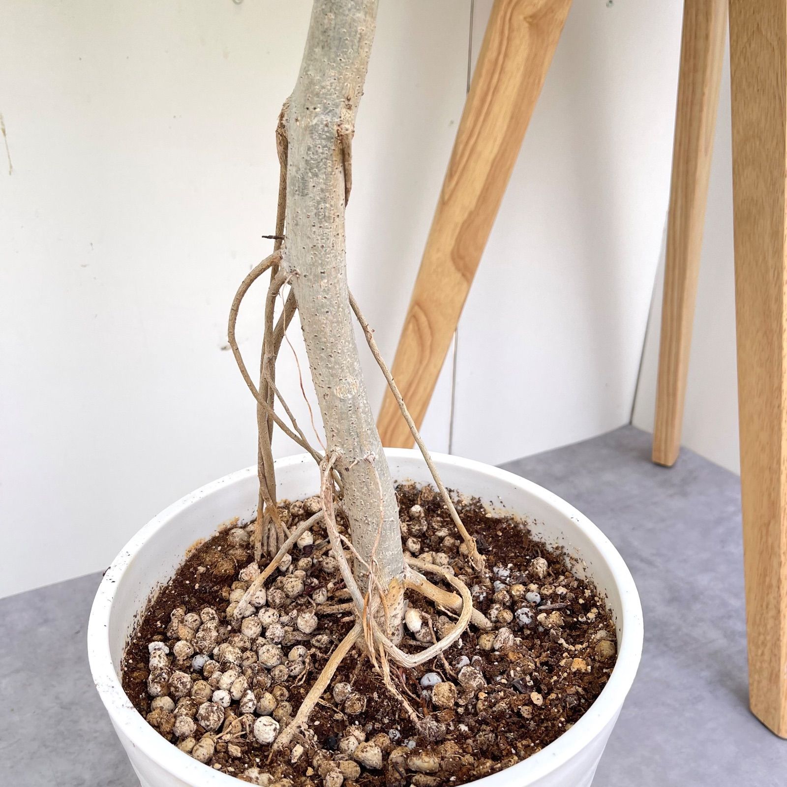 フィカス ウンベラータ 14【現品】観葉植物 室内 大型 【公式通販】