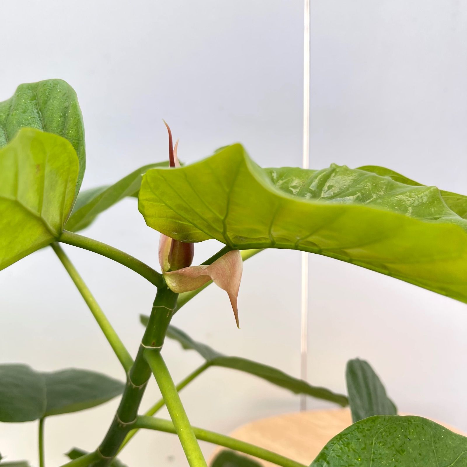 フィカス ウンベラータ 14【現品】観葉植物 室内 大型 【公式通販】