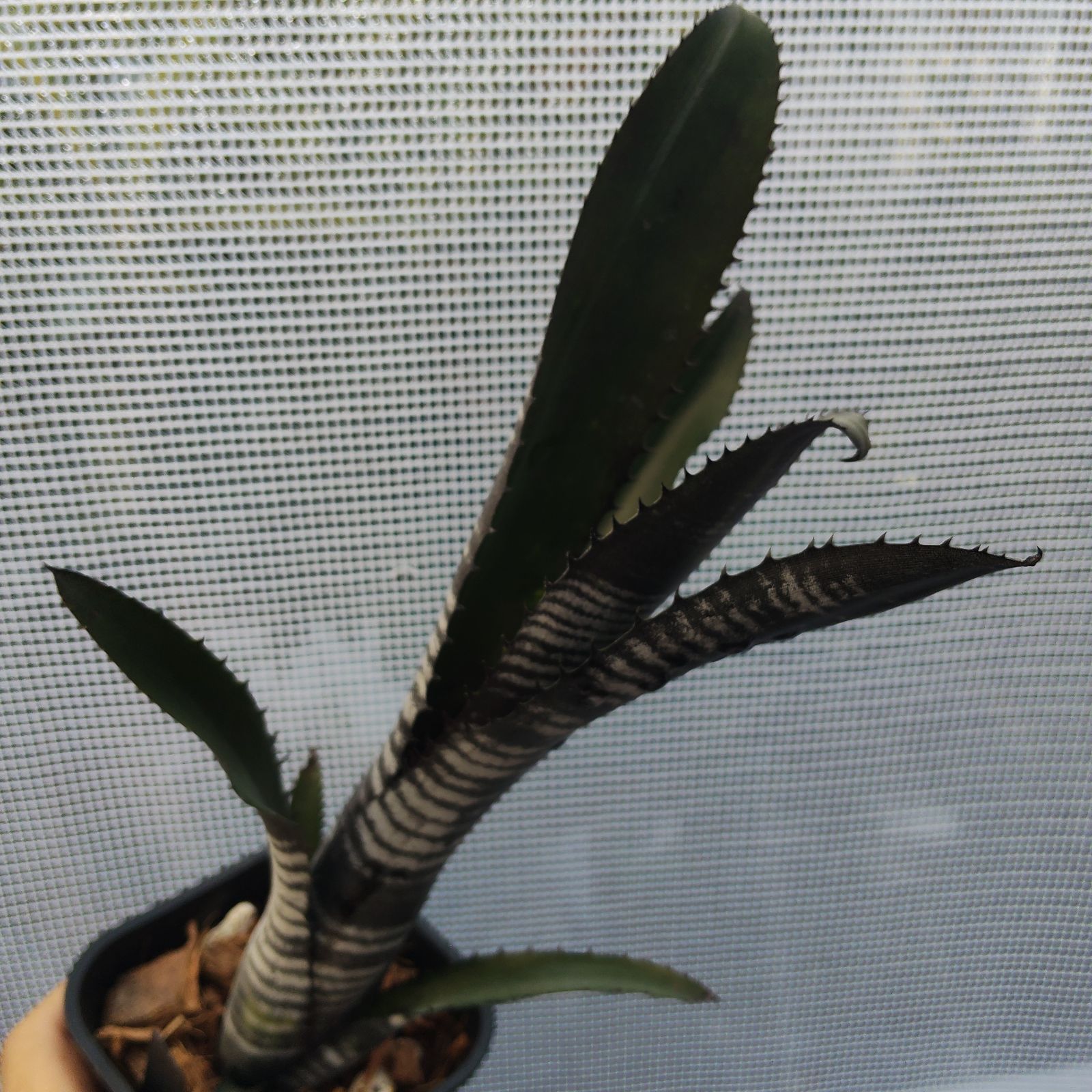 ビルベルギア ダースベイダー タンクブロメリア Billbergia Darth