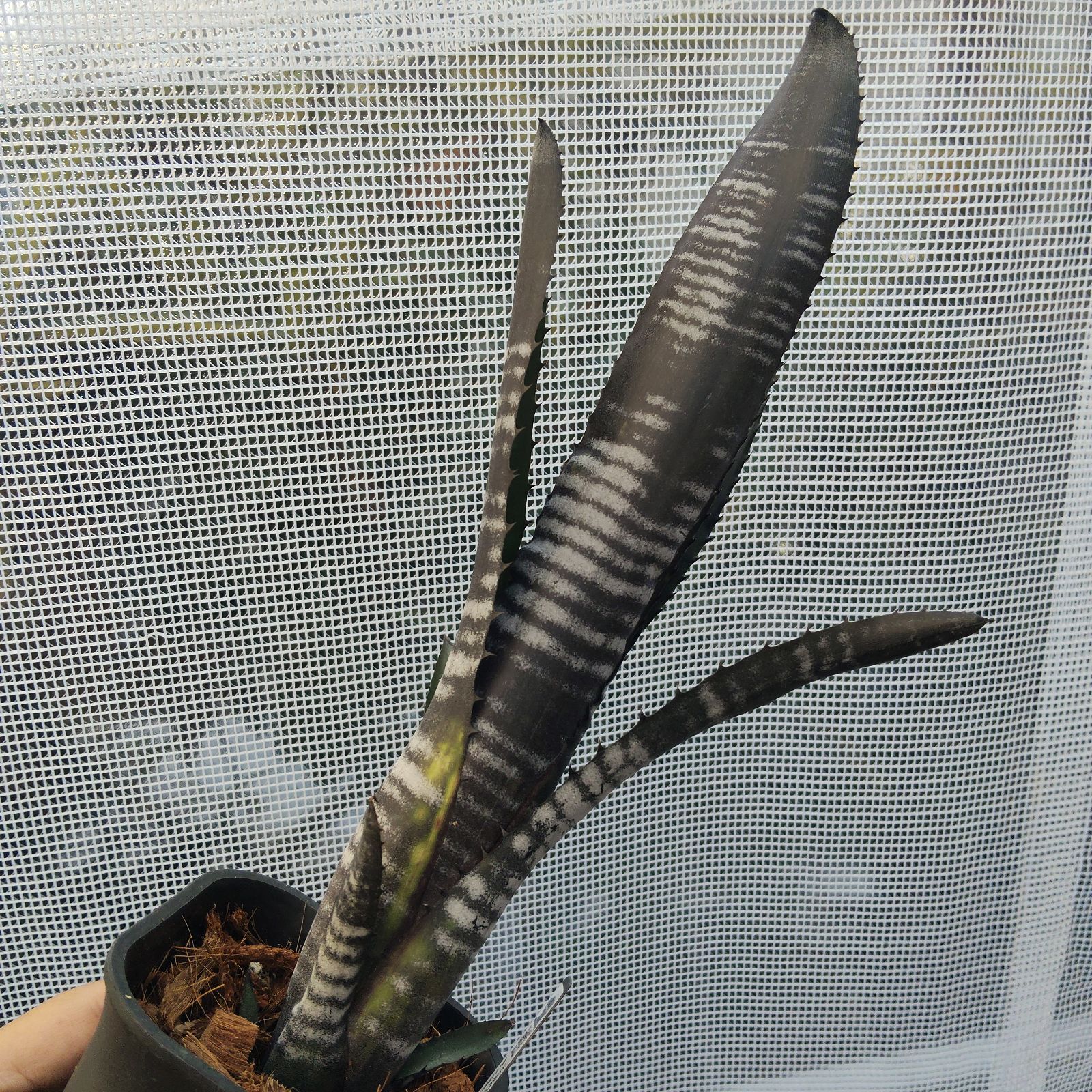 ビルベルギア ダースベイダー タンクブロメリア Billbergia Darth