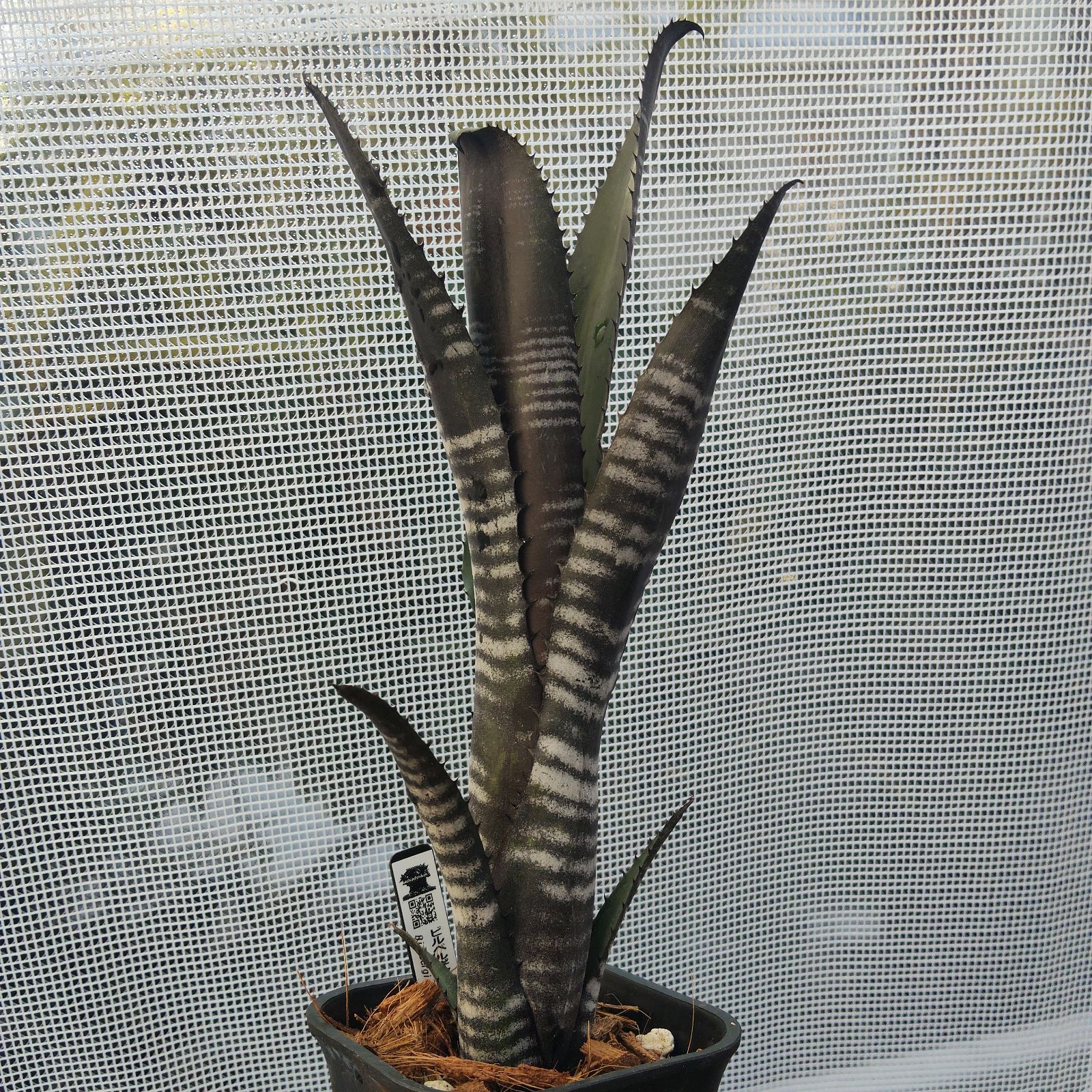 ビルベルギア ダースベイダー タンクブロメリア Billbergia Darth