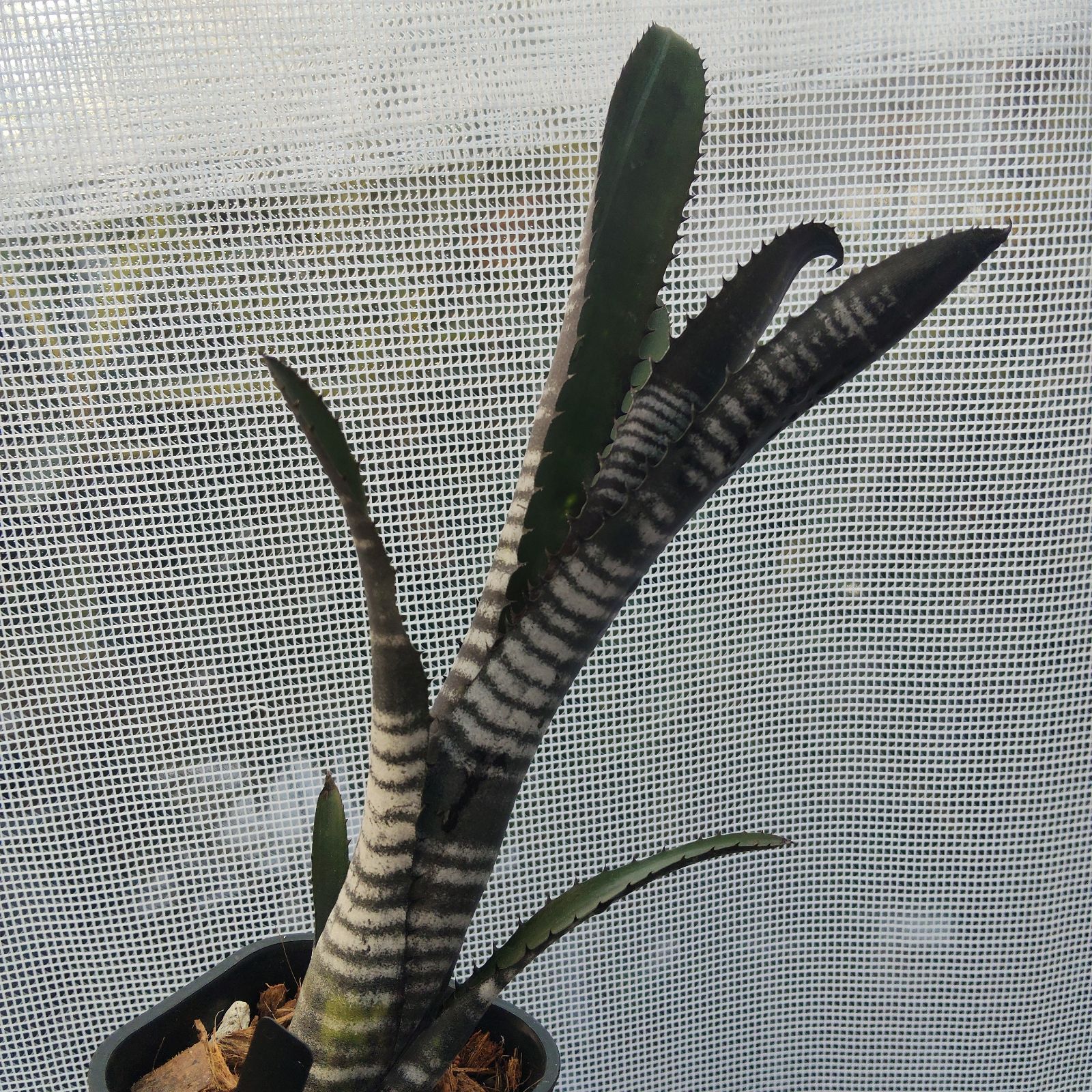 ビルベルギア ダースベイダー タンクブロメリア Billbergia Darth