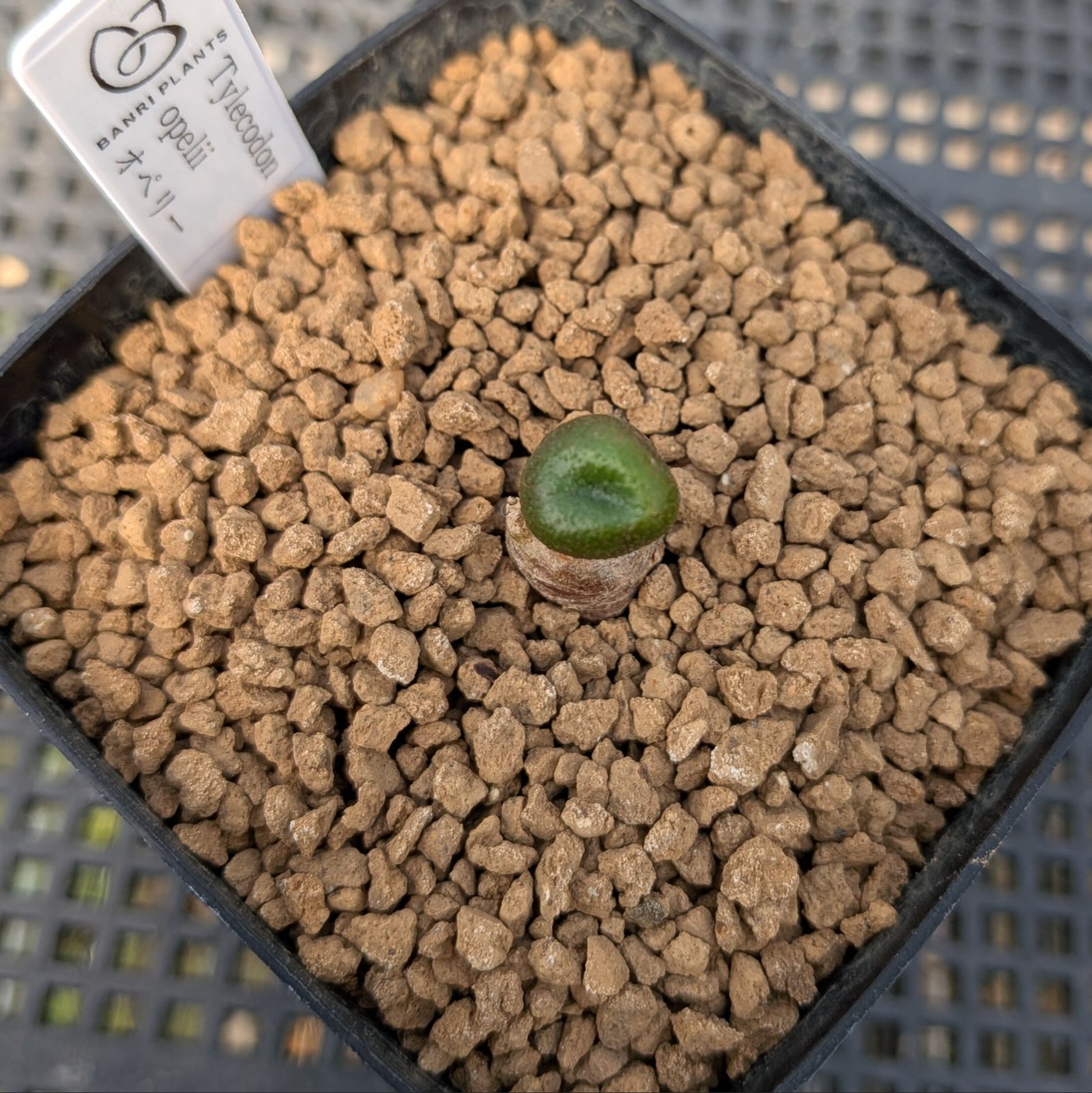 チレコドン オペリー ※メルカリ便(鉢植え) - メルカリ