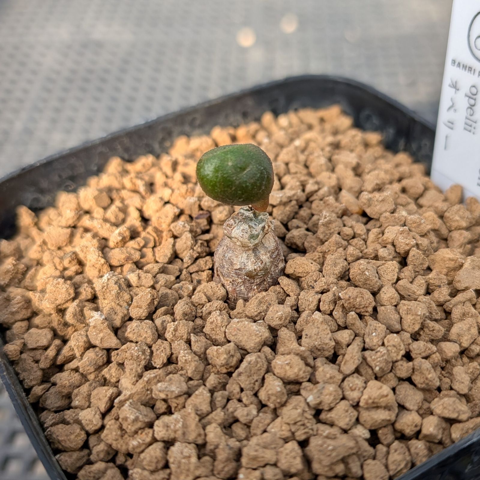 チレコドン　オペリー チレコドン オペリー ※メルカリ便(鉢植え) - メルカリ