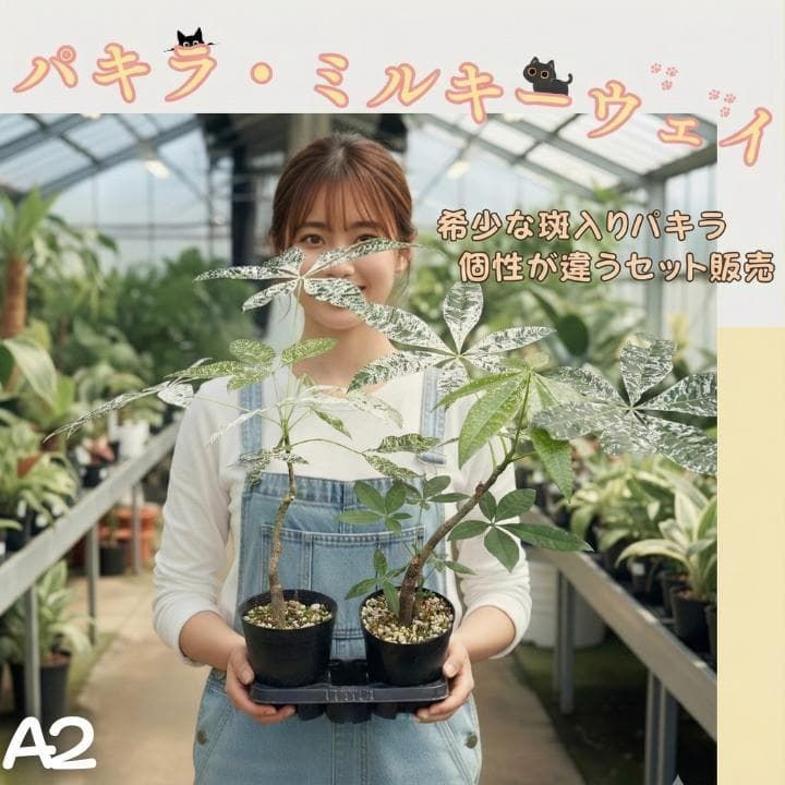 パキラ ミルキーウェイ 二株セットA2｜個性派曲がり仕立て｜3.5寸