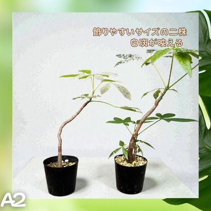 パキラ ミルキーウェイ 二株セットA2｜個性派曲がり仕立て｜3.5寸