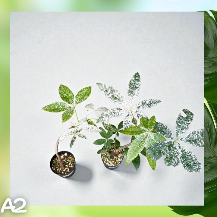 パキラ ミルキーウェイ 二株セットA2｜個性派曲がり仕立て｜3.5寸