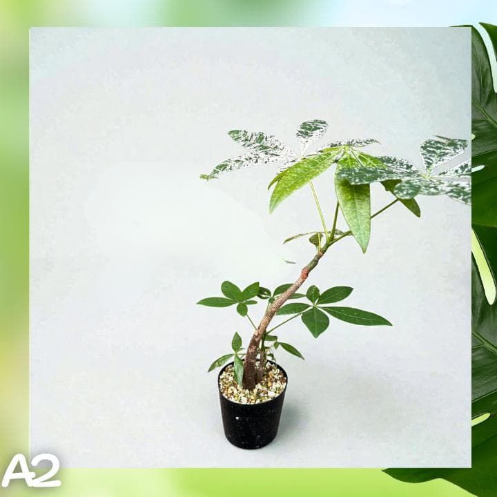 パキラ ミルキーウェイ 二株セットA2｜個性派曲がり仕立て｜3.5寸