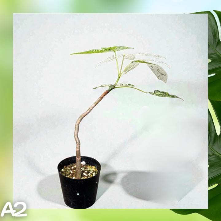 パキラ ミルキーウェイ 二株セットA2｜個性派曲がり仕立て｜3.5寸