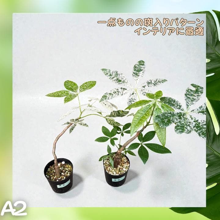 パキラ ミルキーウェイ 二株セットA2｜個性派曲がり仕立て｜3.5寸