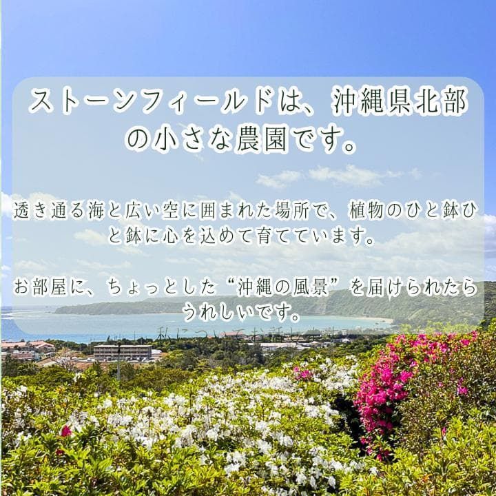パキラ ミルキーウェイ 二株セットA2｜個性派曲がり仕立て｜3.5寸