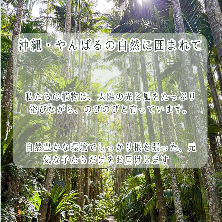 パキラ ミルキーウェイ 二株セットA2｜個性派曲がり仕立て｜3.5寸