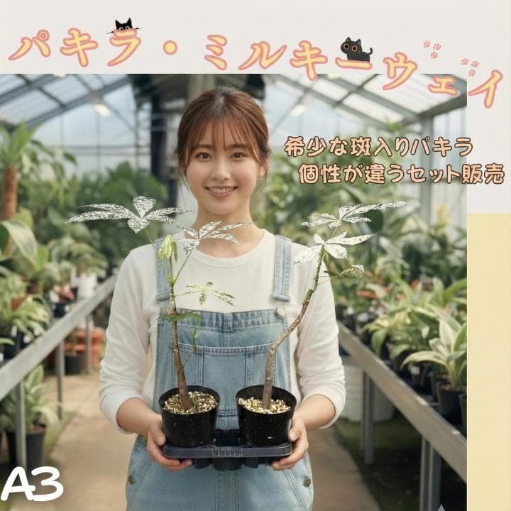 パキラ ミルキーウェイ 二株セットA3｜個性派曲がり仕立て｜3.5寸