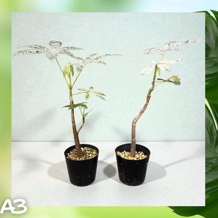 パキラ ミルキーウェイ 二株セットA3｜個性派曲がり仕立て｜3.5寸