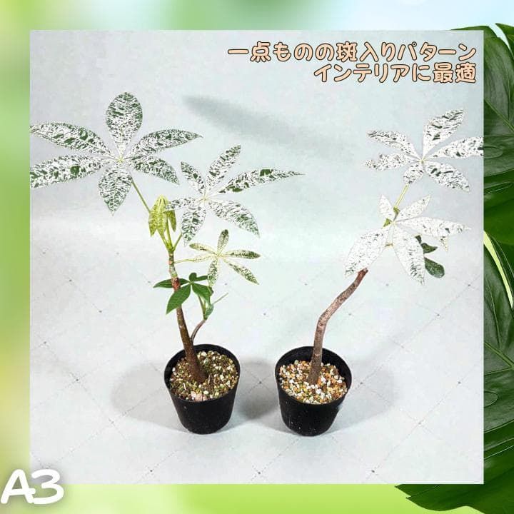 パキラ ミルキーウェイ 二株セットA3｜個性派曲がり仕立て｜3.5寸