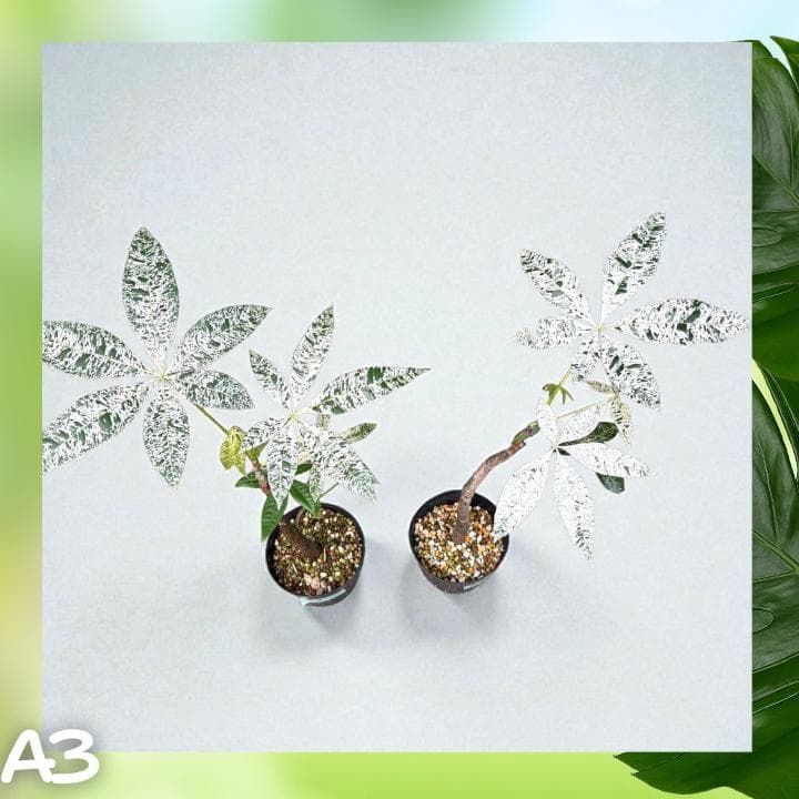 パキラ ミルキーウェイ 二株セットA2｜個性派曲がり仕立て｜3.5寸｜無機質用土 パキラ ミルキーウェイ 二株セットA2｜個性派曲がり仕立て｜3.5寸