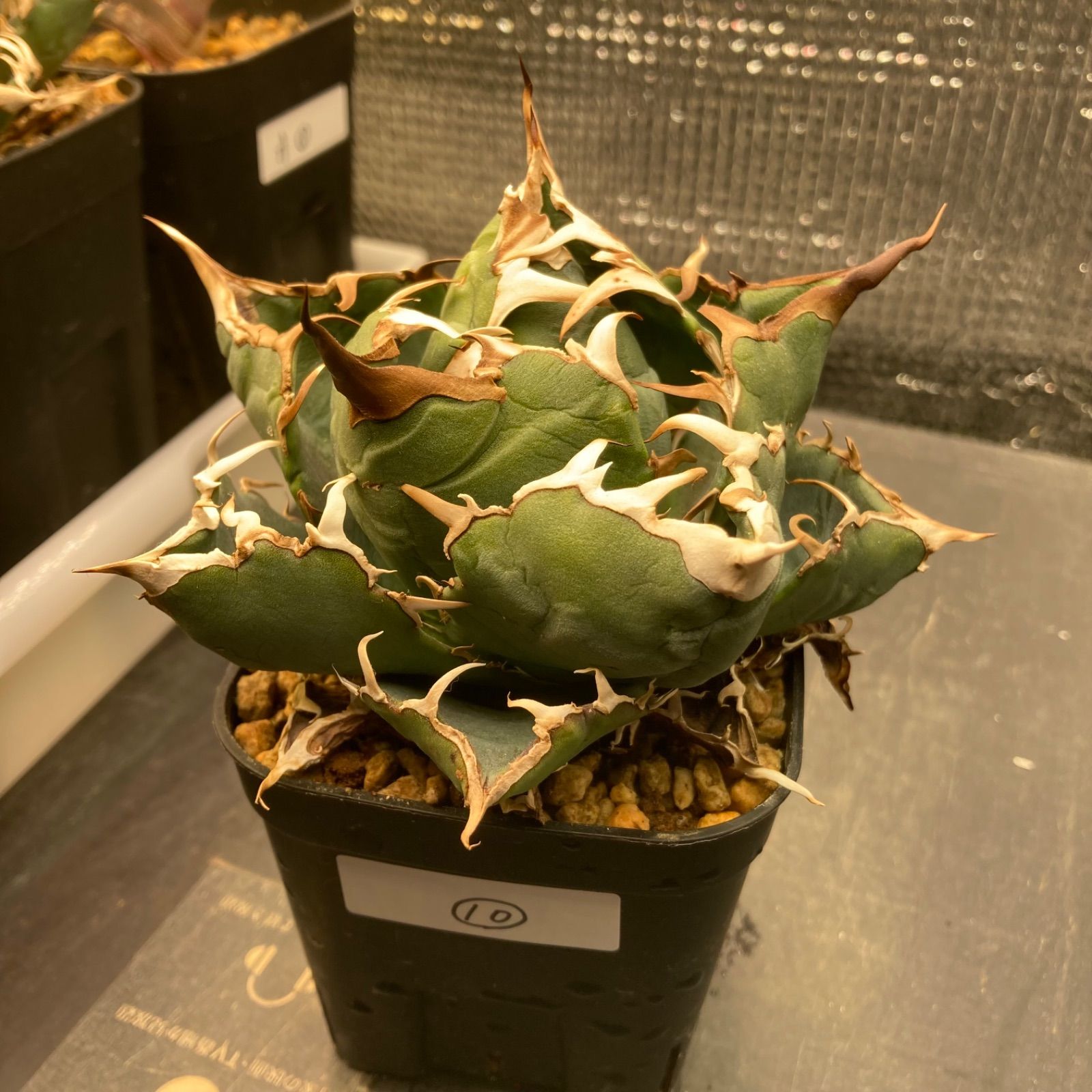 ⑩ アガベ チタノタ オテロイ 白鯨 ハクゲイ - メルカリ