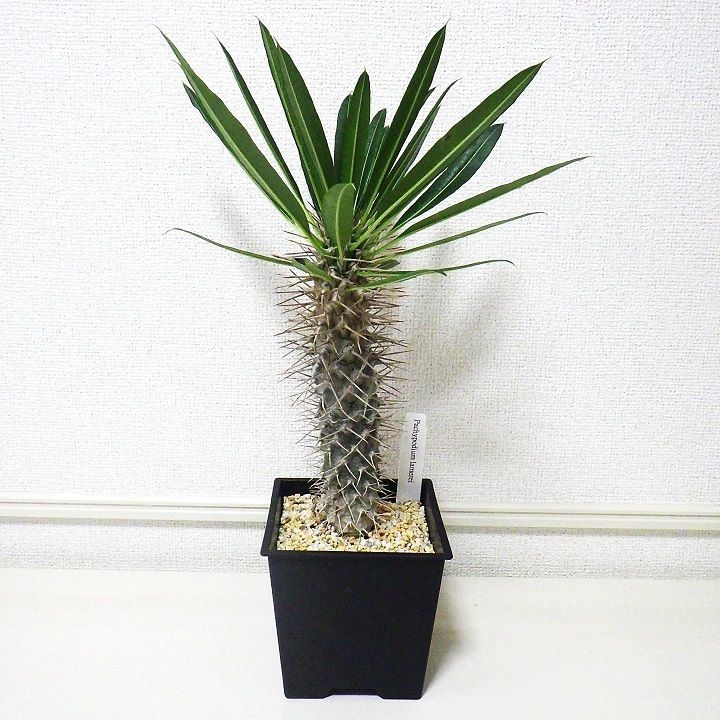 パキポディウム ラメリー ラメレイ 5寸 45cm 観葉植物 大株 ppr01