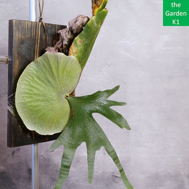 専用　 オペルクリカリア ヒファエノイデス コレクション株　鉢込み 専用 割引 オペルクリカリア ヒファエノイデス コレクション株 鉢込み