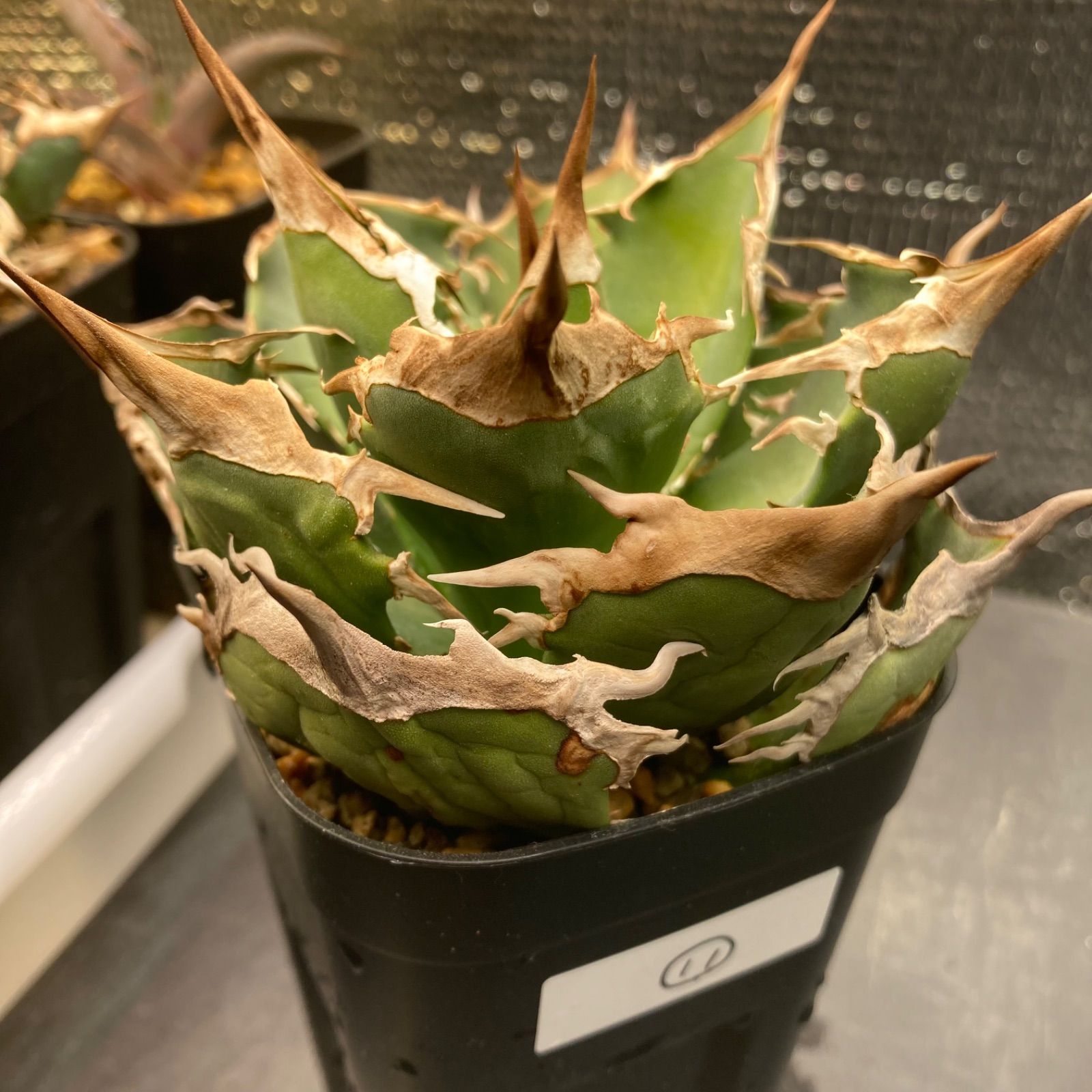 11 アガベ チタノタ オテロイ オアハカ - メルカリ