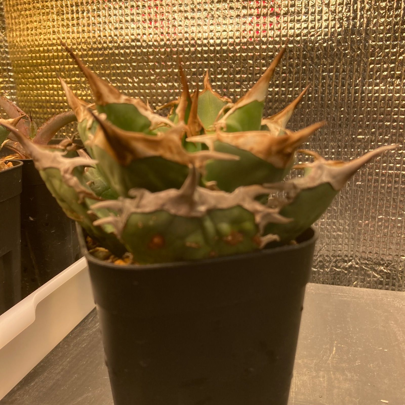 11 アガベ チタノタ オテロイ オアハカ - メルカリ