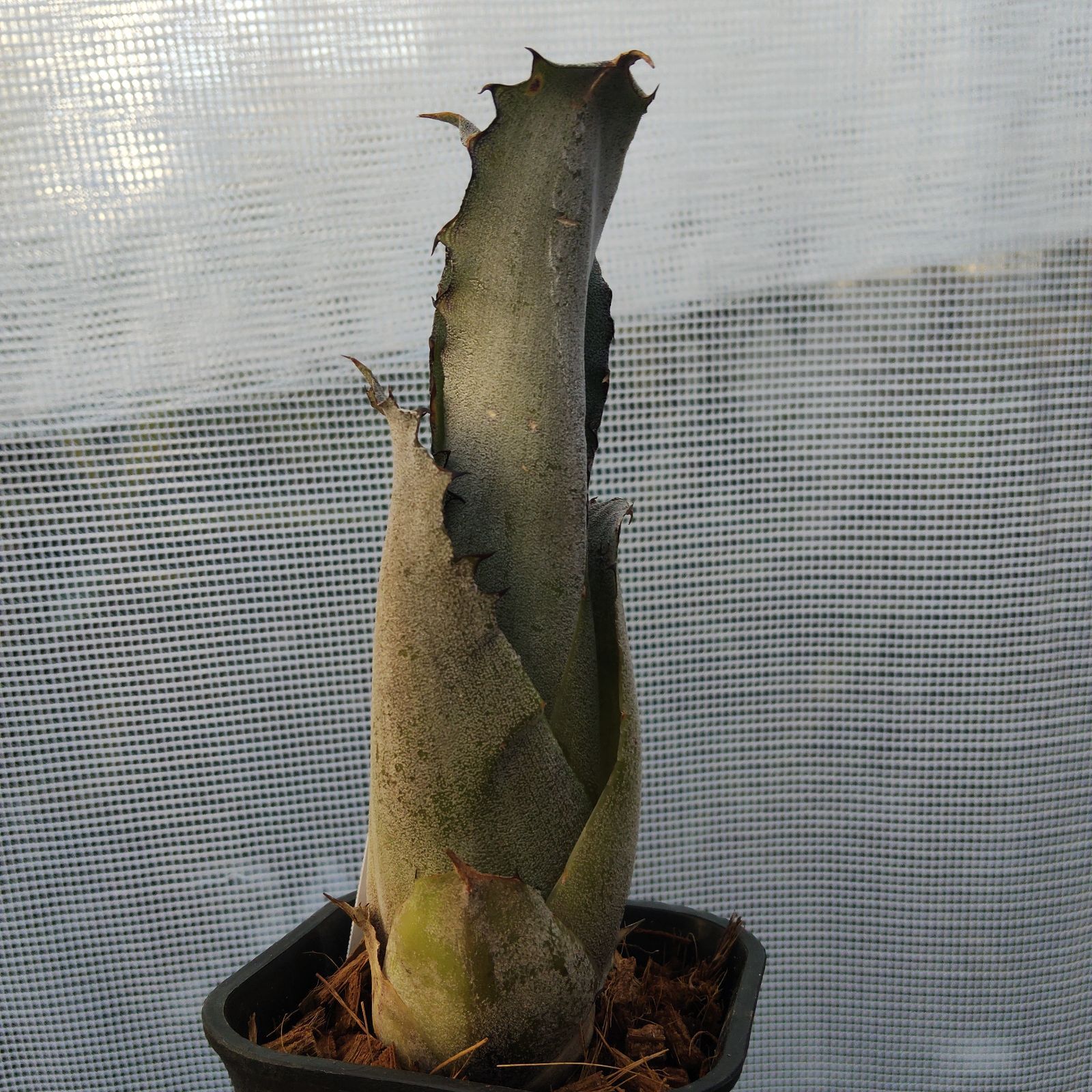 ホヘンベルギア サンドラズマウンテン タンクブロメリア Hohenbergia