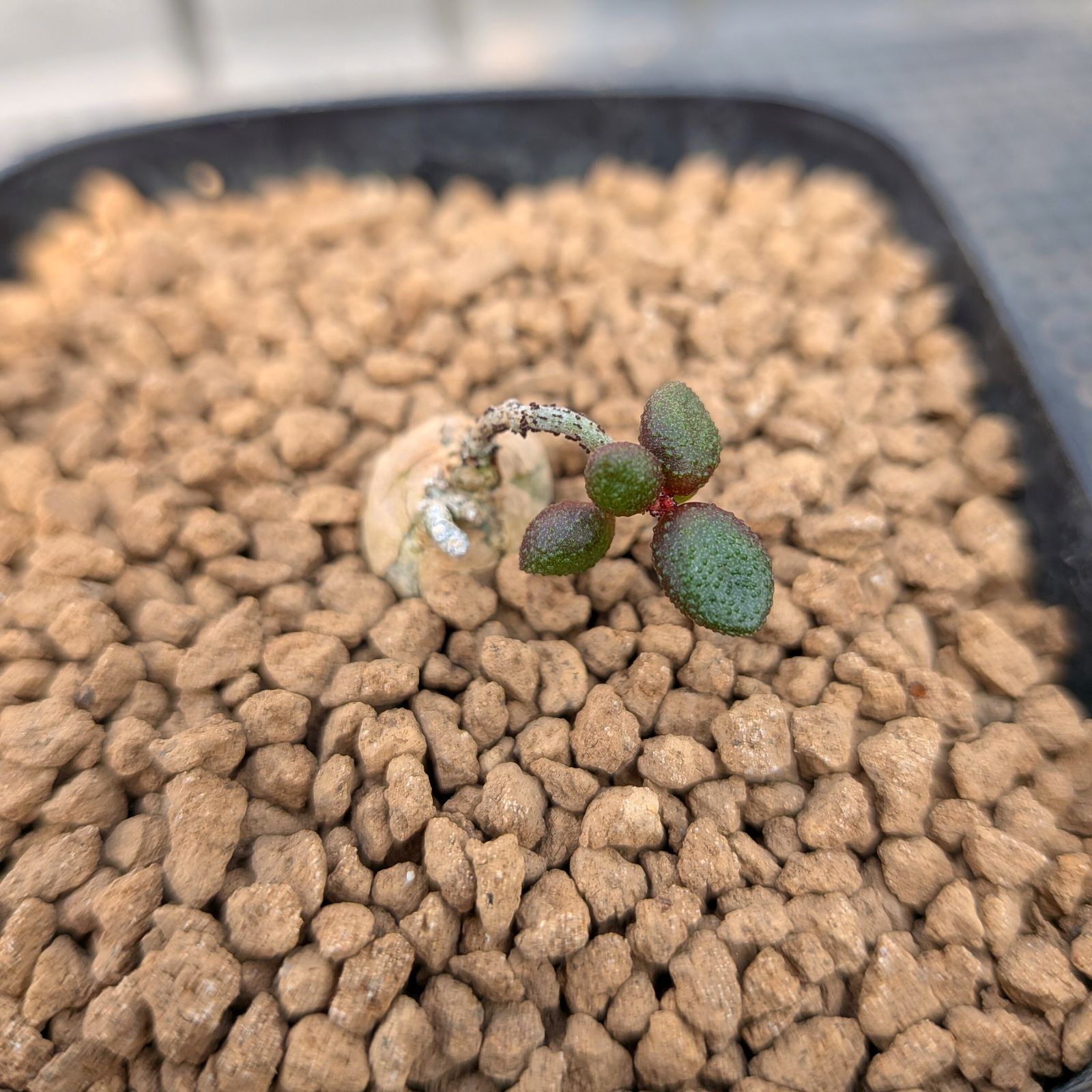 チレコドン シミリス ※メルカリ便(鉢植え)