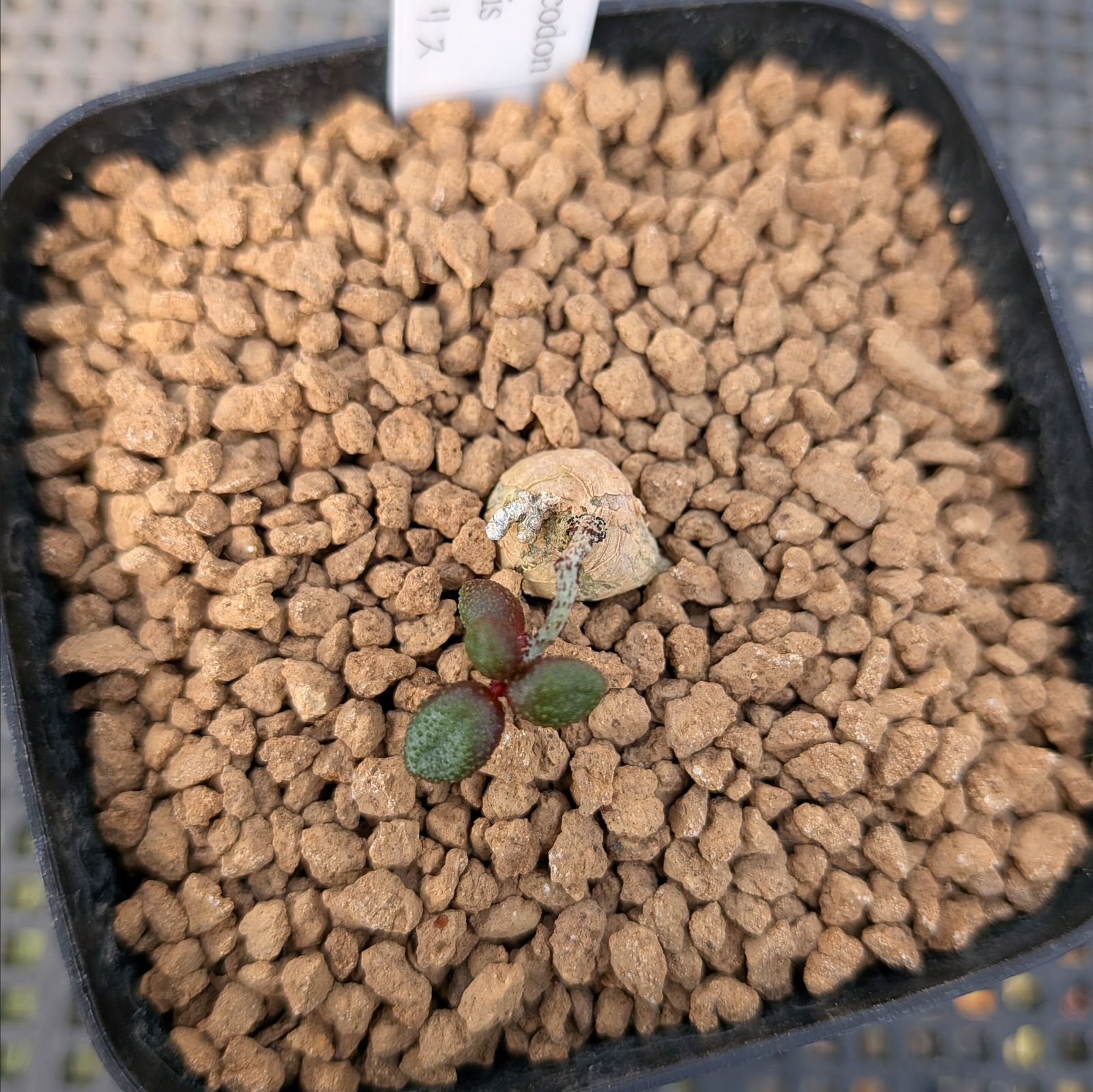 テレサエ 実生 群生 鉢植えメルカリ便送料込み チレコドン シミリス ※メルカリ便(鉢植え)