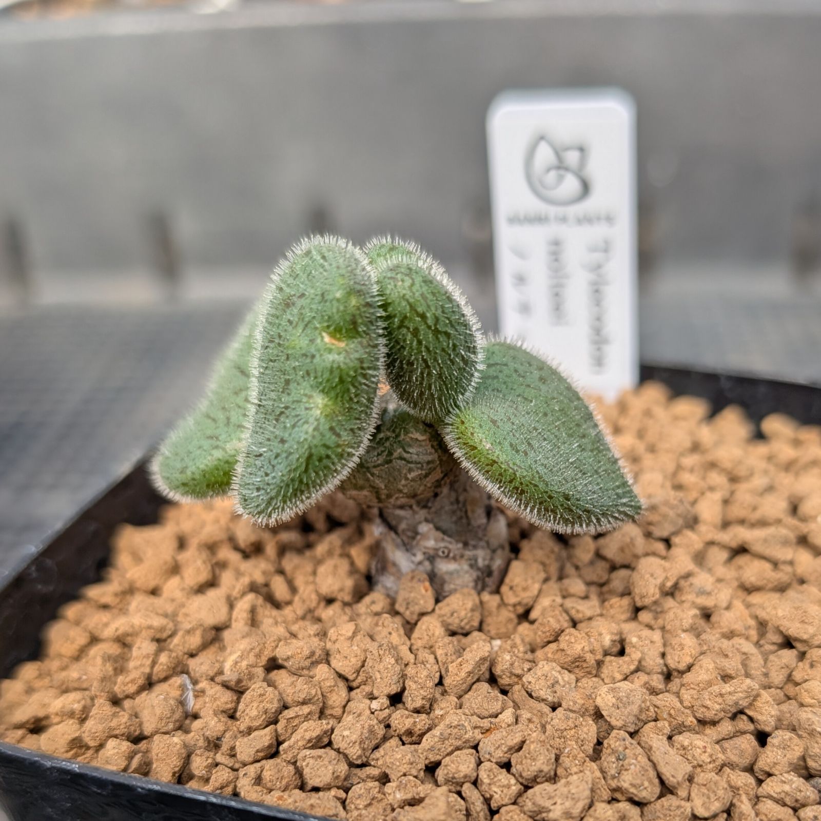 チレコドン　ノルティ Amazon｜【現品限り】チレコドン・ノルティ【G4】 Tylecodon nolteei