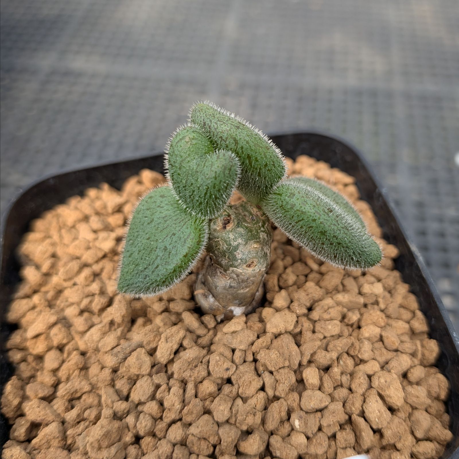 チレコドン ノルティ ※メルカリ便(鉢植え) - メルカリ