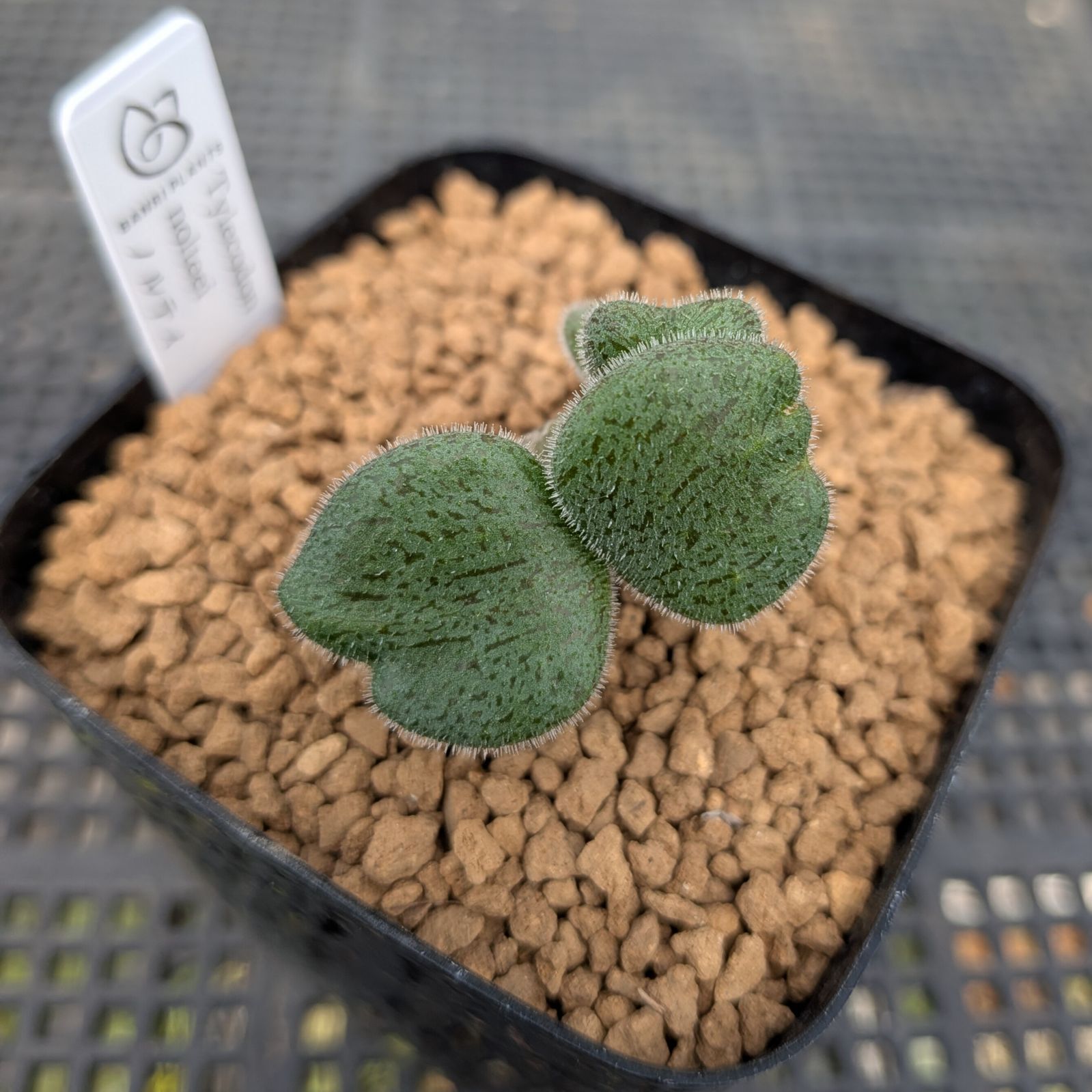 【激レア★早い者勝ち】　チレコドン ノルティ　開花経験株　冬型植物　鉢ごと　32 激レア☆早い者勝ち】 チレコドン ノルティ 開花経験株 冬型植物 鉢ごと 32