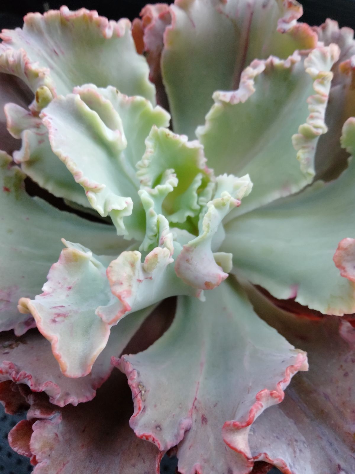 多肉植物 フィレンツェ錦 変異 A - メルカリ