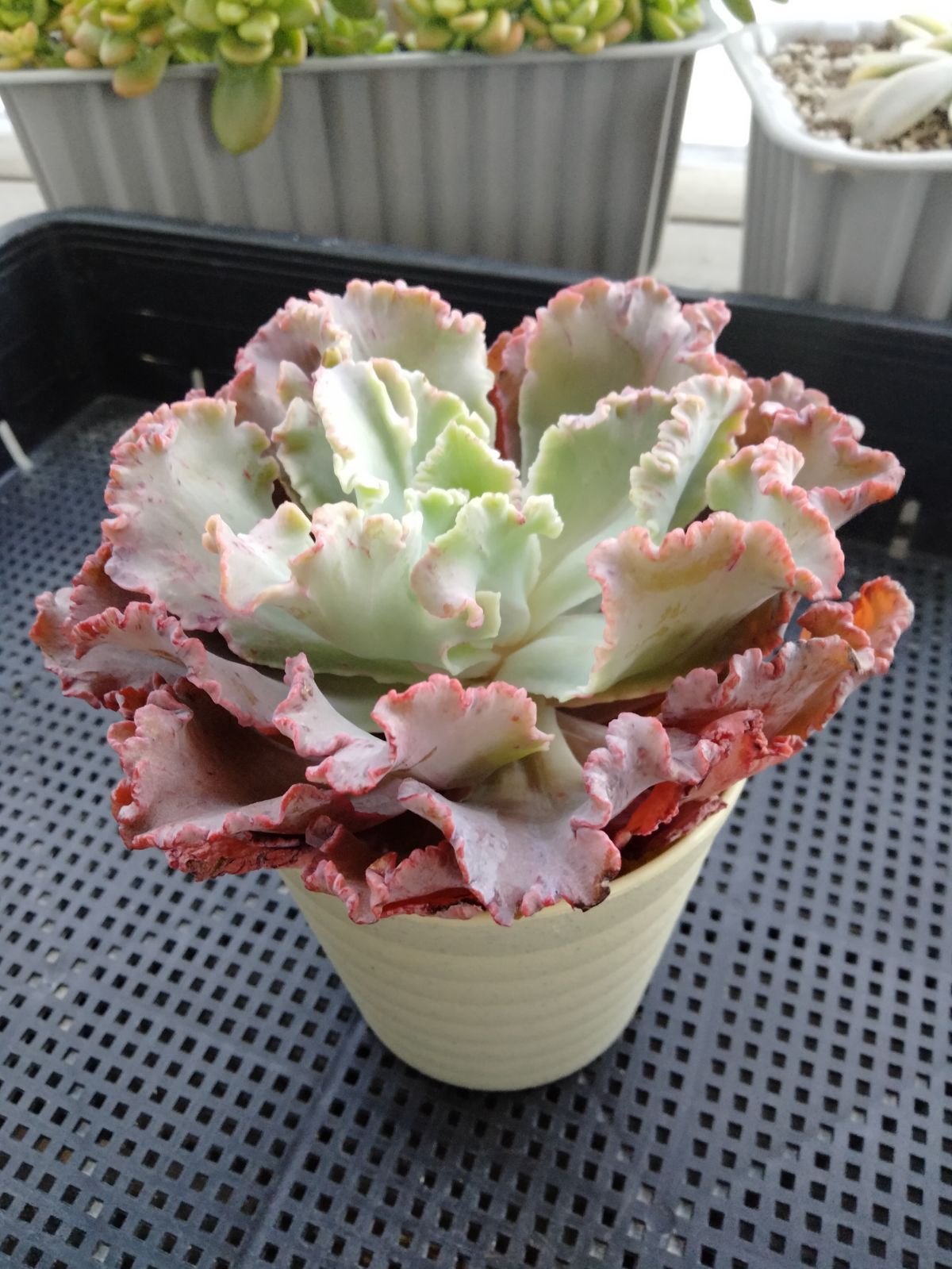 メルカリ便　フィレンツェ錦　韓国苗 多肉植物 フィレンツェ錦 変異 A - メルカリ