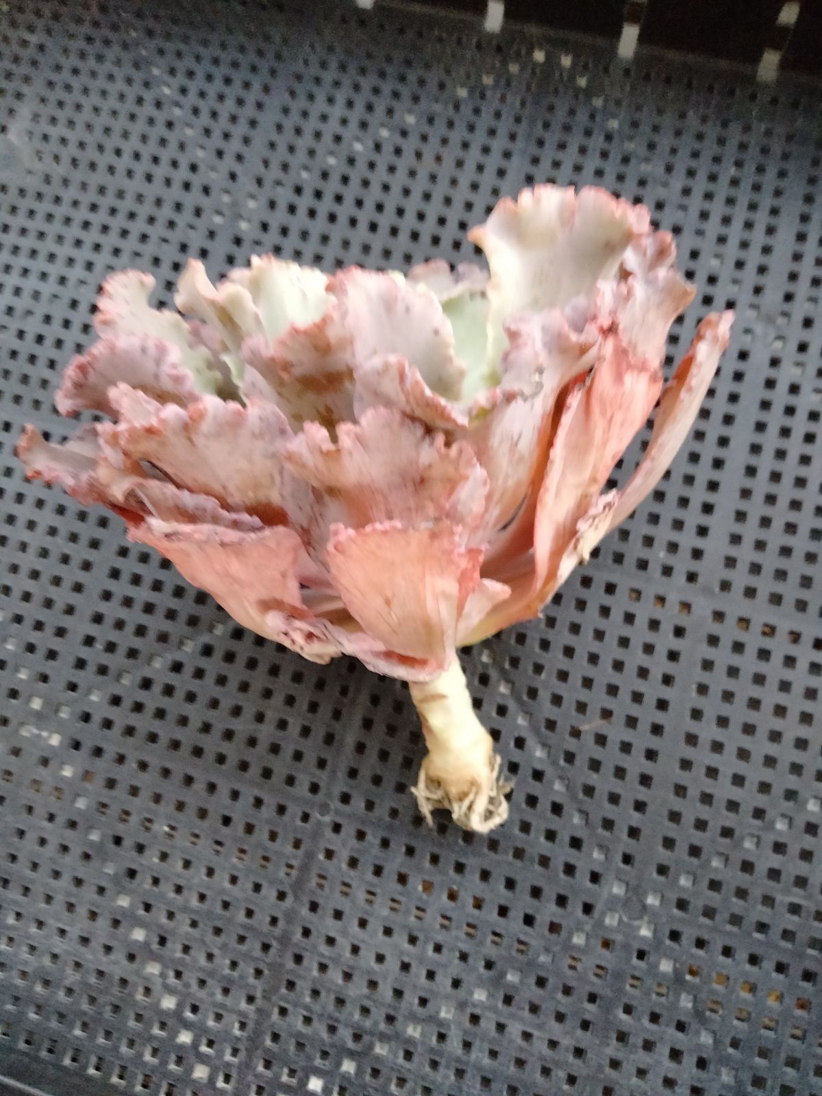 多肉植物 フィレンツェ錦 変異 A - メルカリ