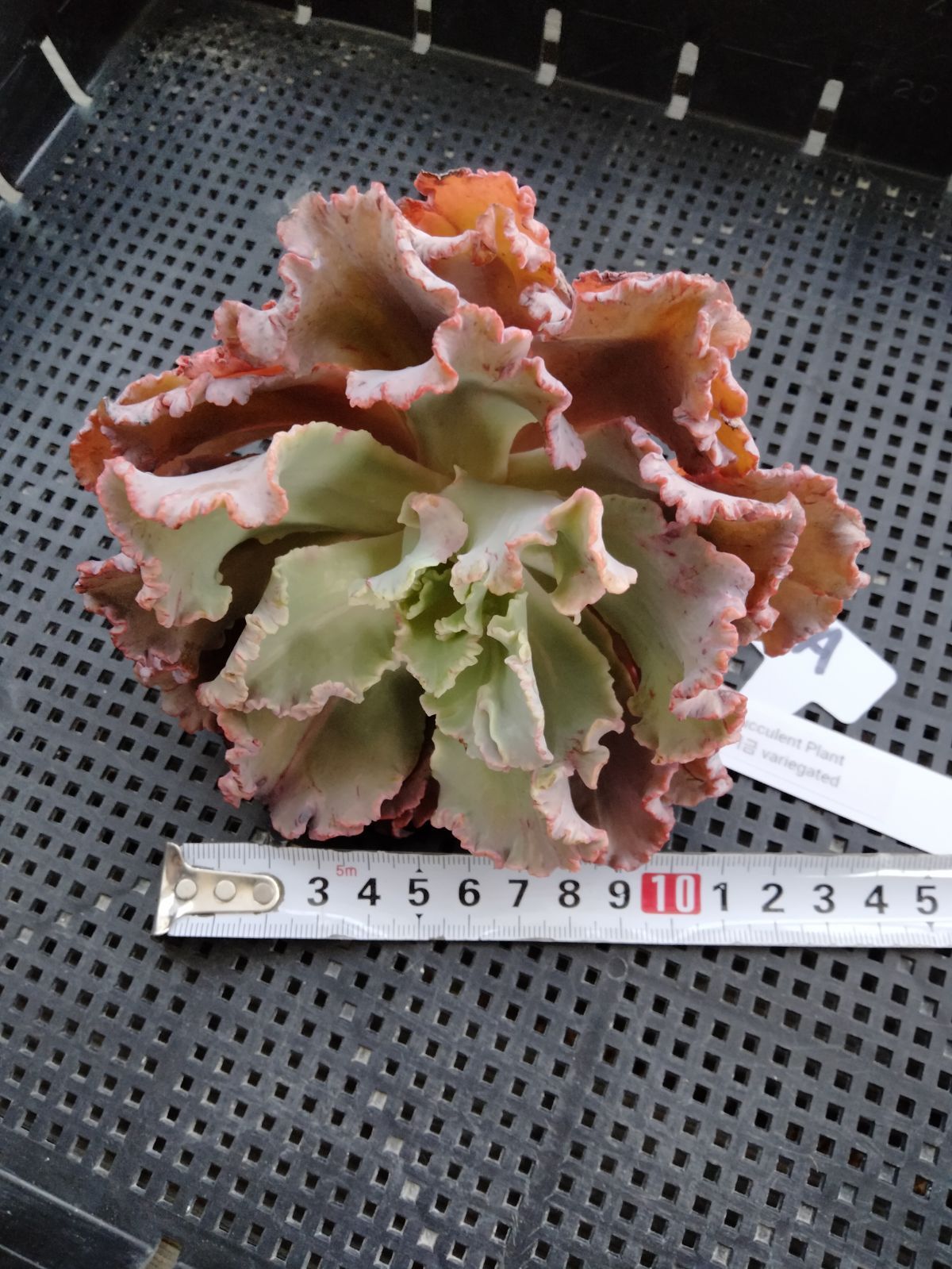 多肉植物 フィレンツェ錦 変異 A - メルカリ