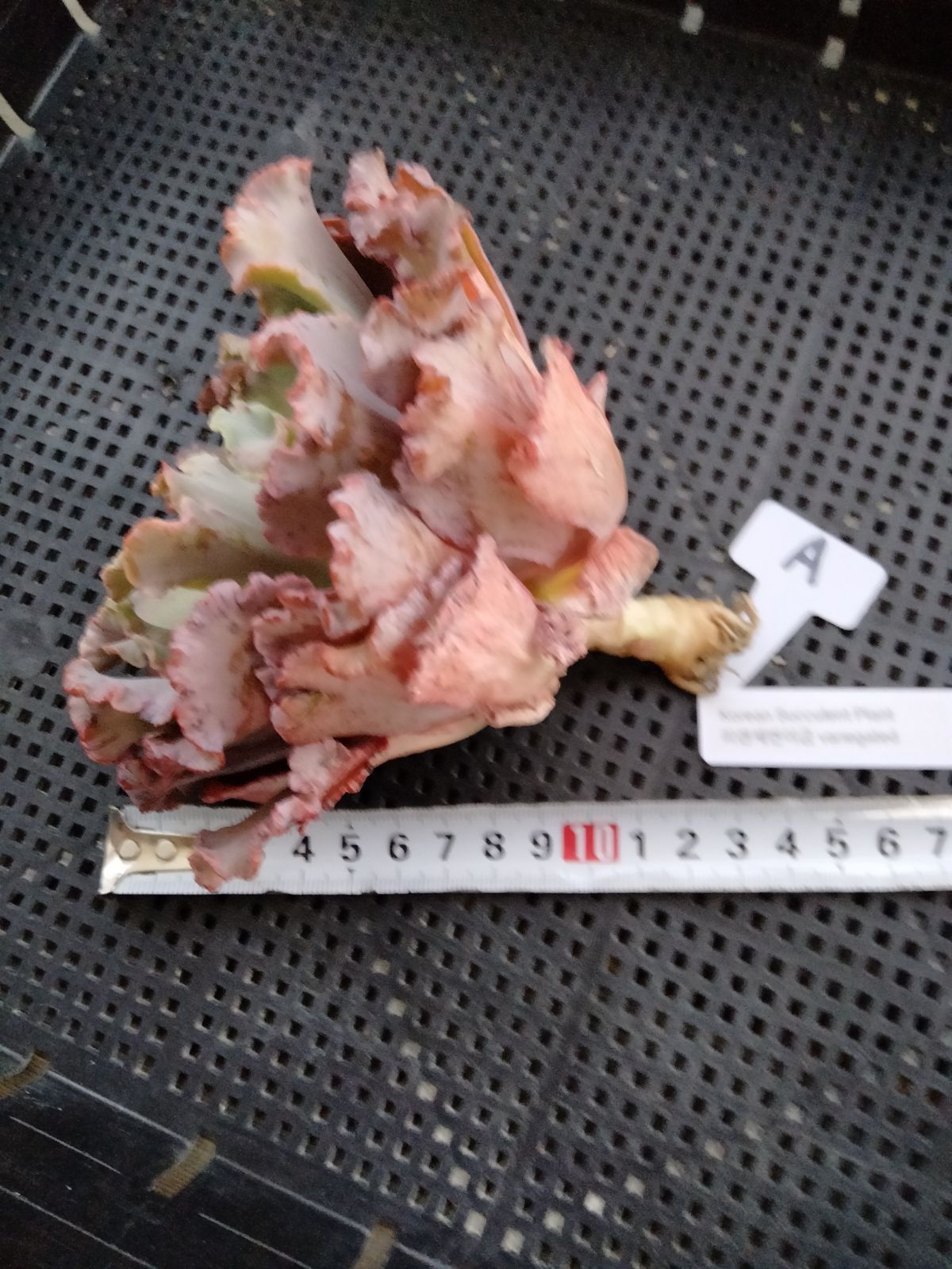 多肉植物 フィレンツェ錦 変異 A - メルカリ