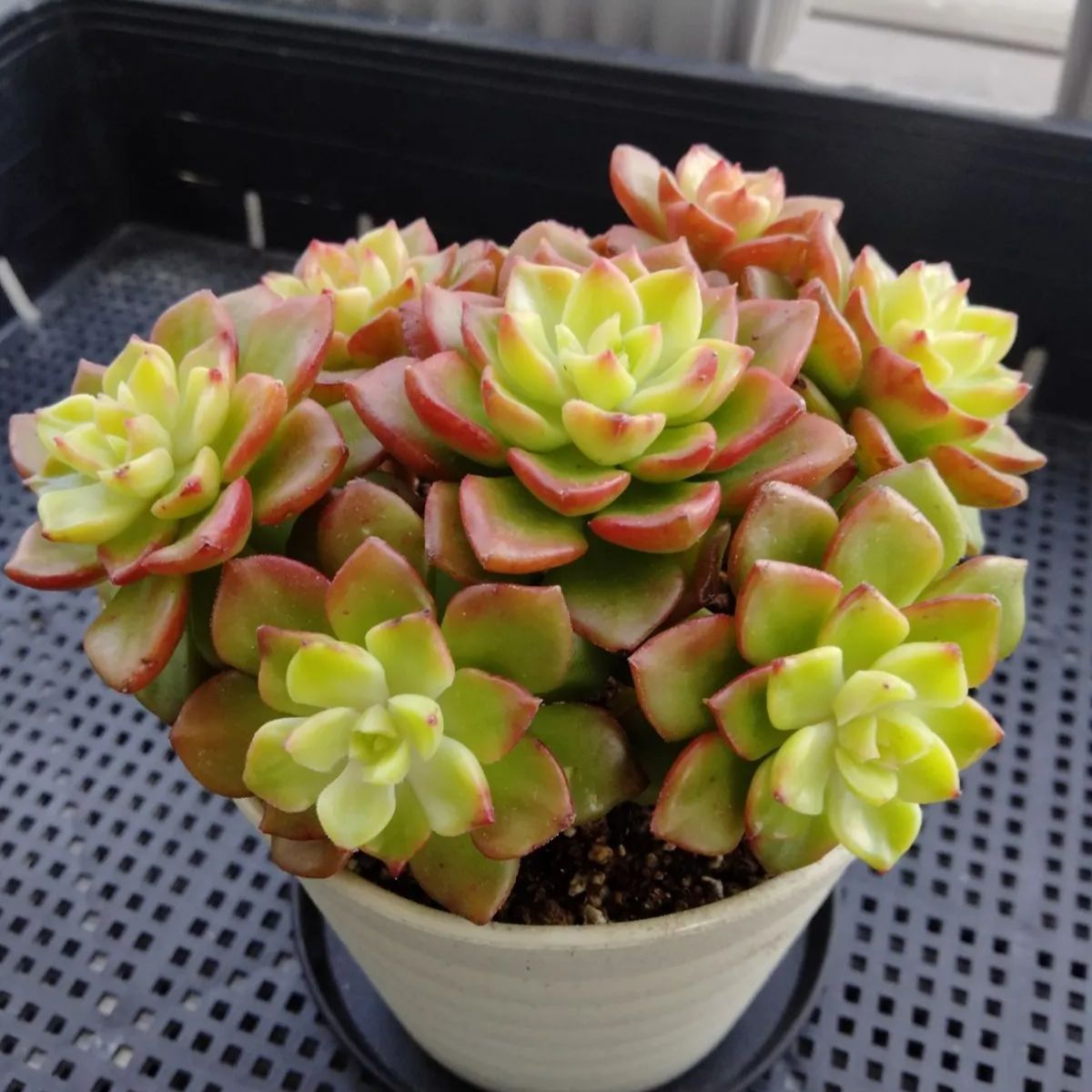 多肉植物 マジックジャムゴールド - メルカリ