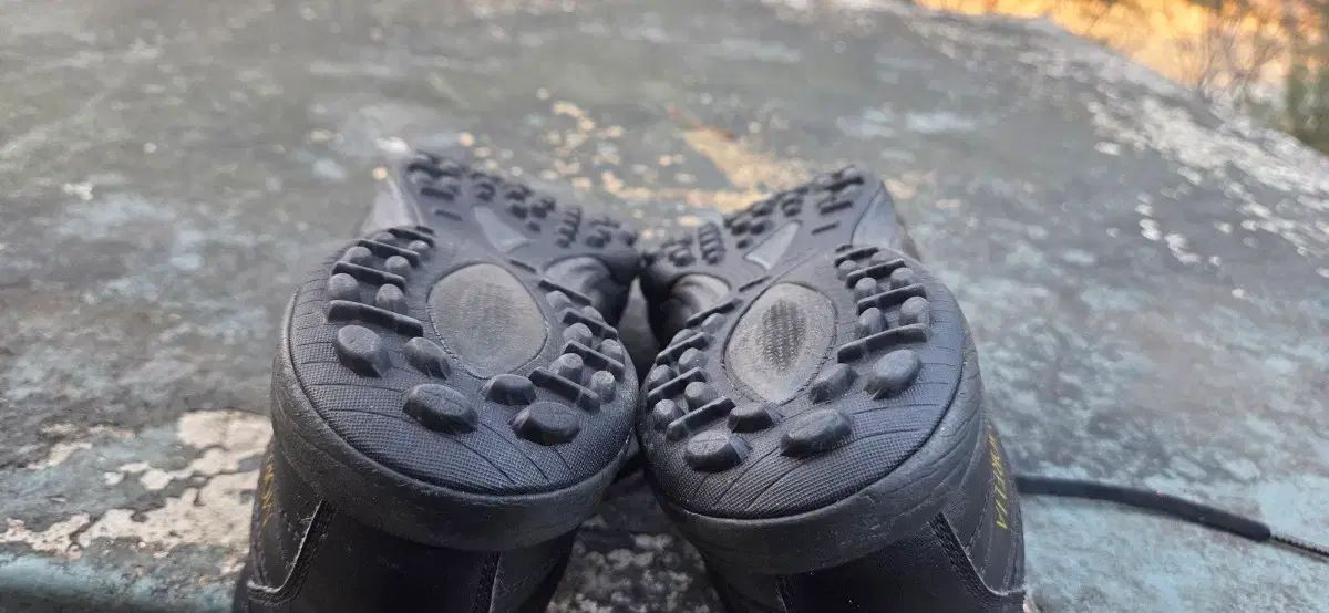 モレリアサラジャパン