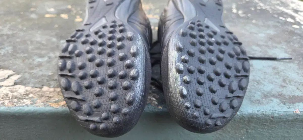 モレリアサラジャパン