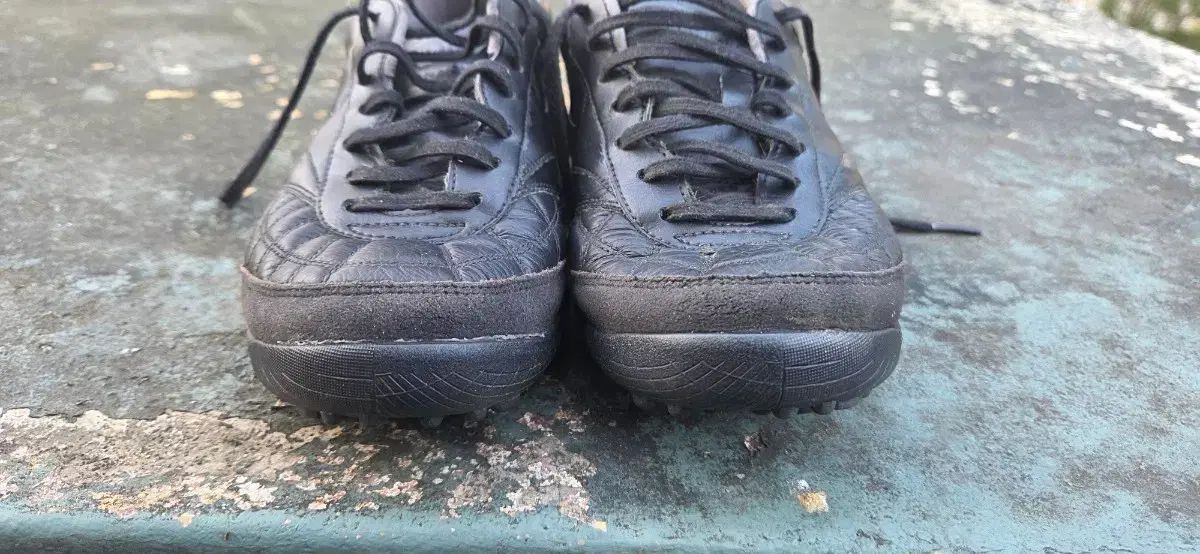 モレリアサラジャパン