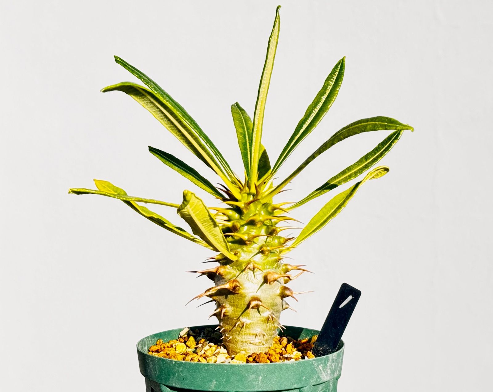 パキポディウム アンボンゲンセ1 - メルカリ