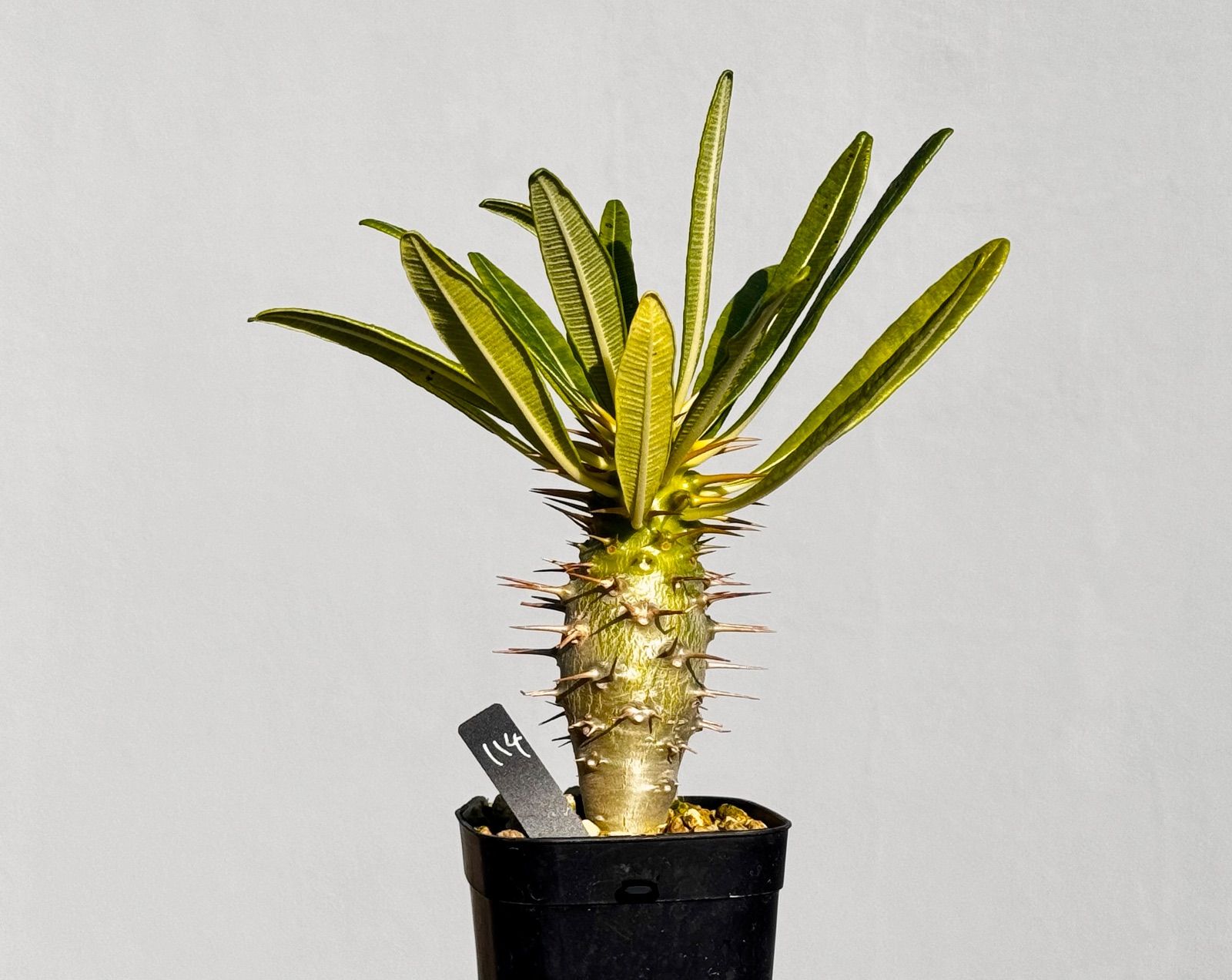 パキポディウム アンボンゲンセ114 - メルカリ