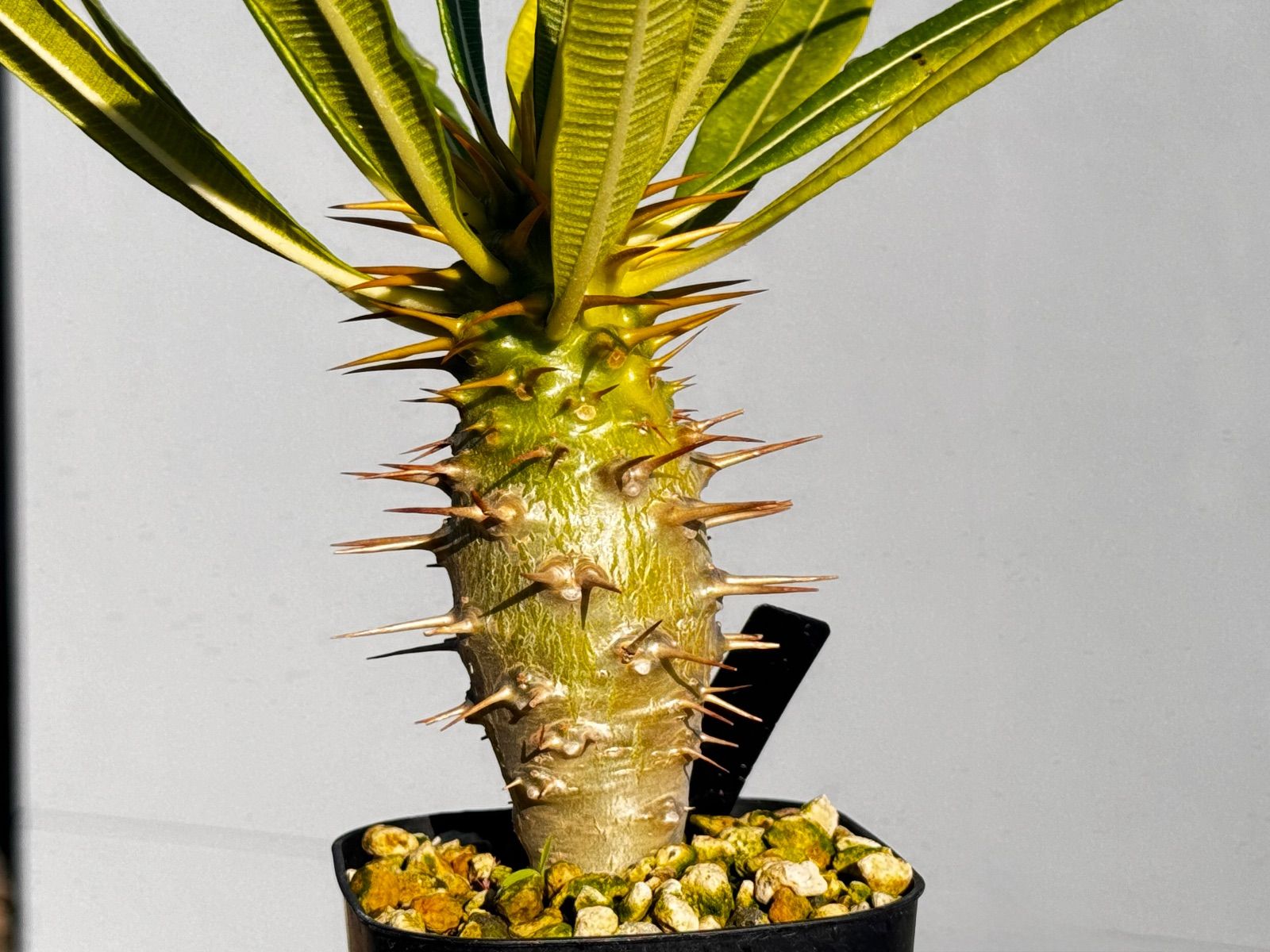 パキポディウム アンボンゲンセ114 - メルカリ